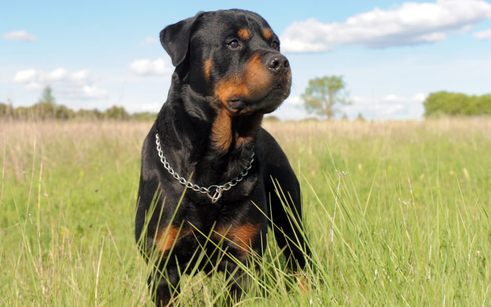 rottweiler (3)