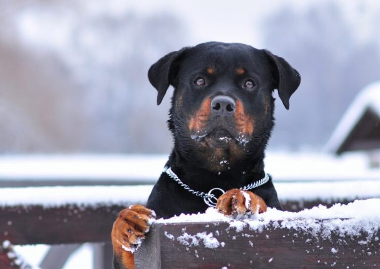 rottweiler (4)
