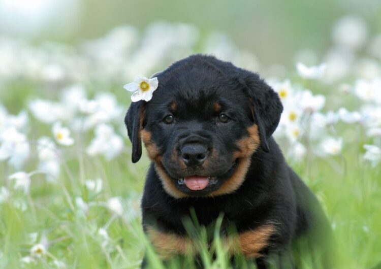 rottweiler (5)