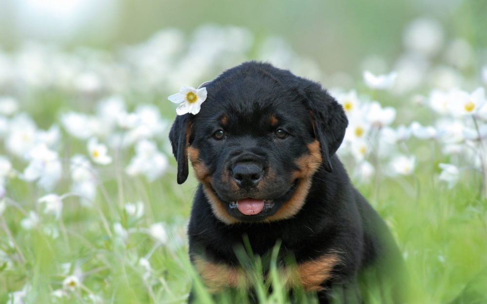 rottweiler (5)