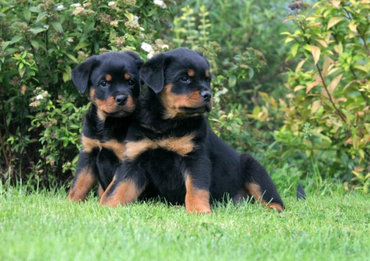 Rottweiler chiots calme duo assis dans un parc
