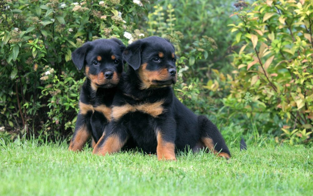 Rottweiler chiots calme duo assis dans un parc