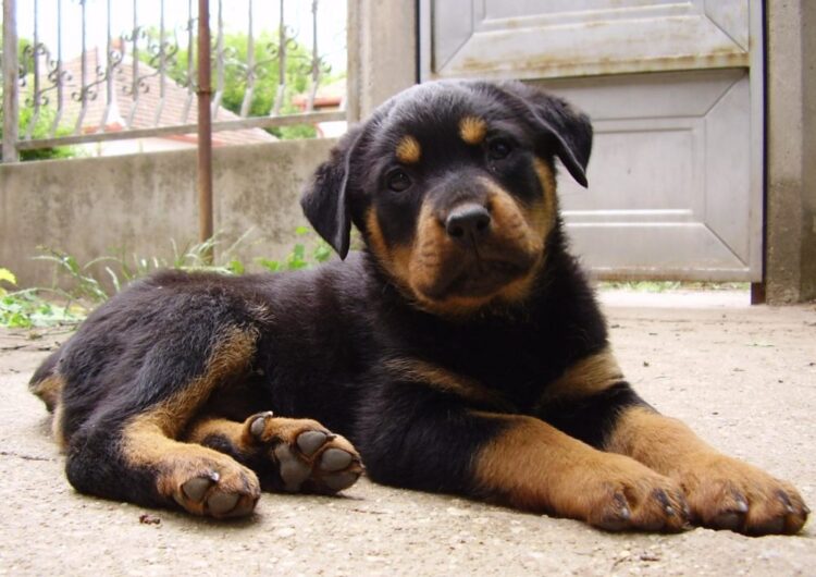 rottweiler (7)