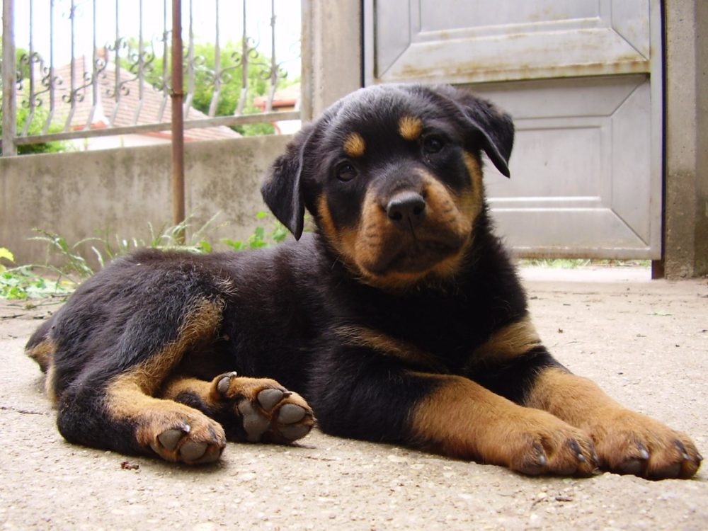 rottweiler (7)