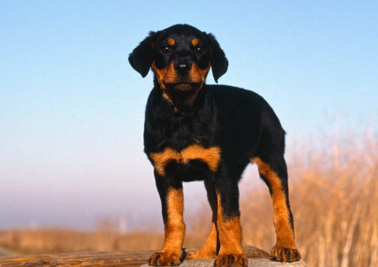 rottweiler (8)