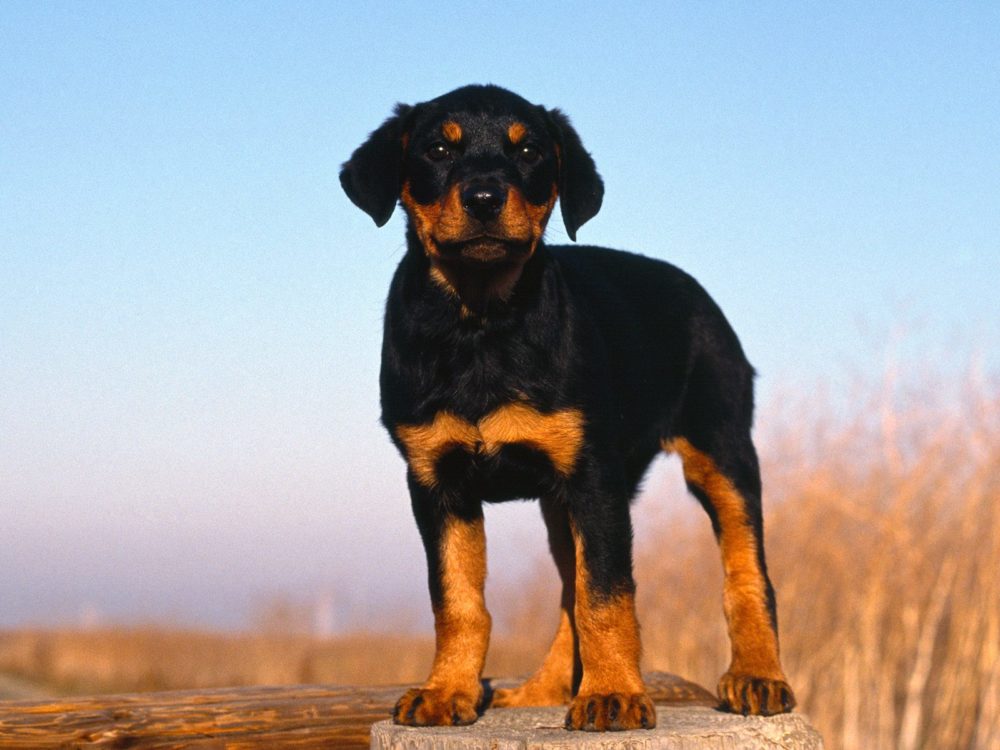 rottweiler (8)