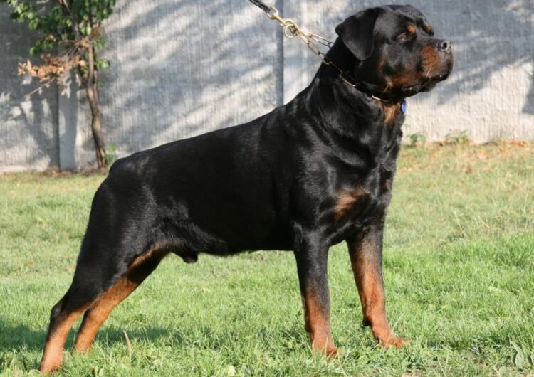 rottweiler (9)