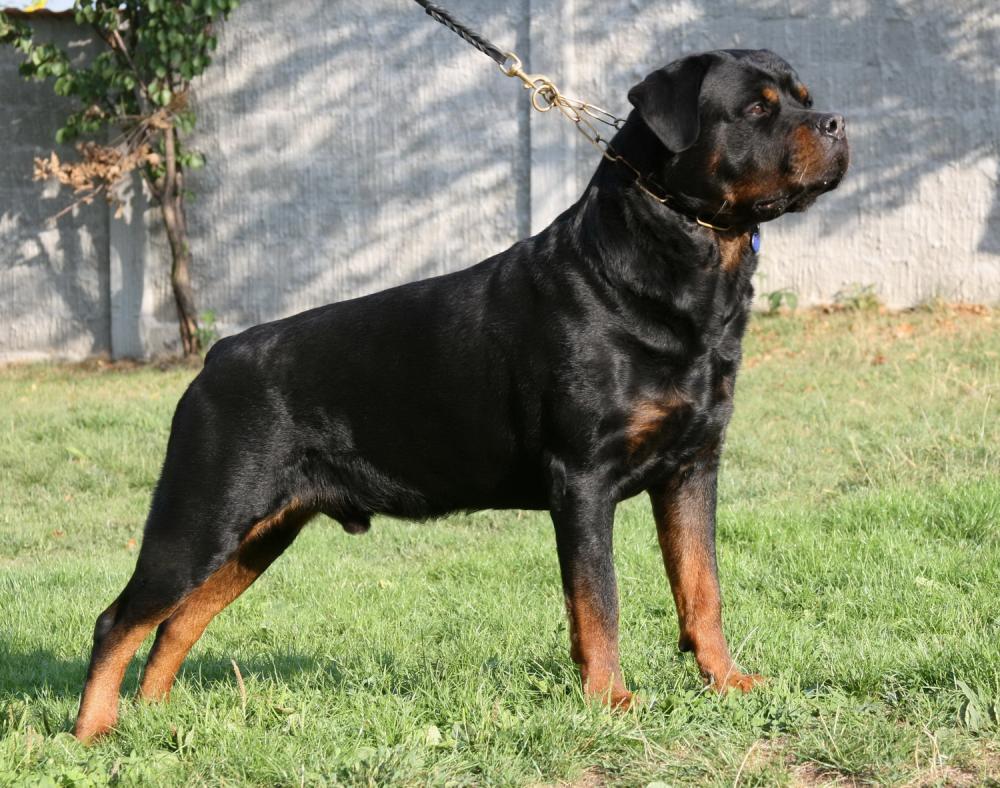 rottweiler (9)