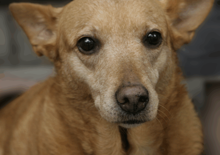 srd-sem-raca-definida (1)