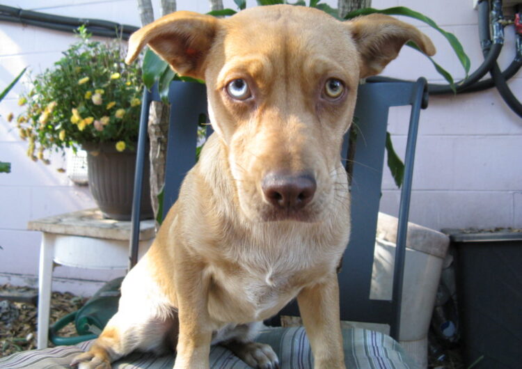 srd-sem-raca-definida (10)