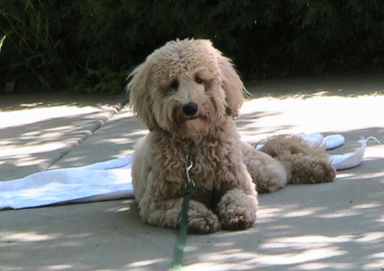 srd-sem-raca-definida (2)