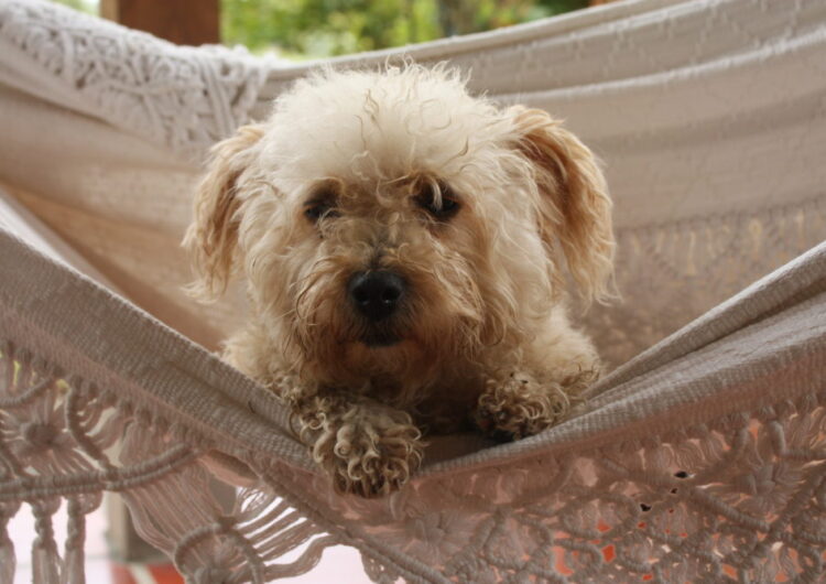 srd-sem-raca-definida (5)