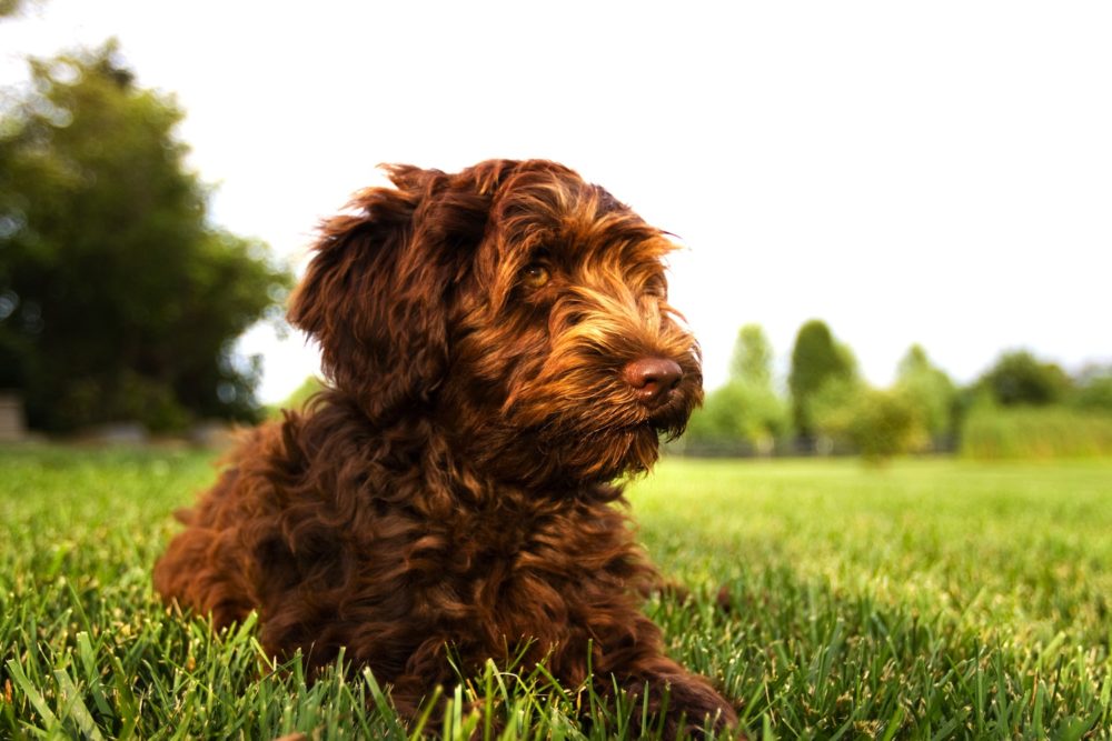 Australian Labradoodle