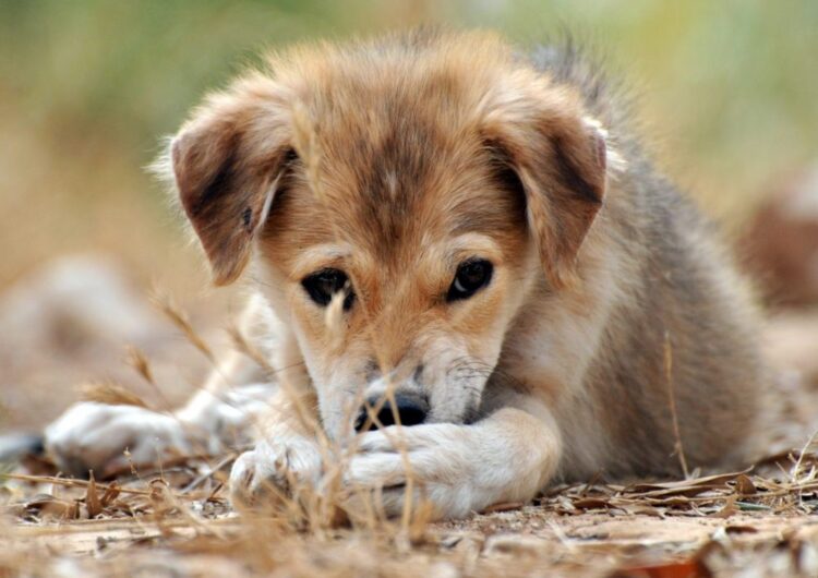 srd-sem-raca-definida (7)