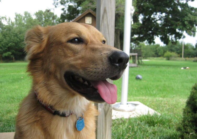 srd-sem-raca-definida (9)