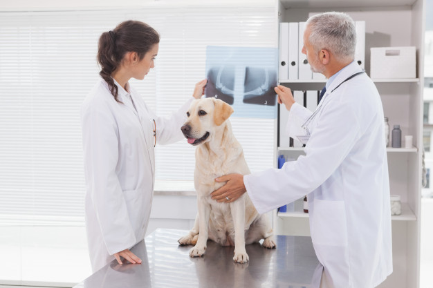 vet coworker examining xray dog 13339 80018