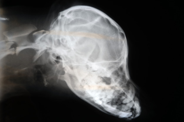 Osteomielite em cães 1 x ray dog skull veterinary x ray image 56854 2461