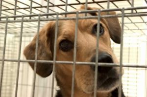 Cães e gatos não podem mais ficar em gaiolas ou vitrines de pet shops em Salvador. (Foto ilustrativa: Reprodução / PETA / Steve Goodwin)