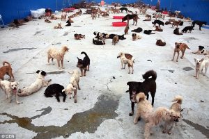 Cães no abrigo Sanduo Life Guarding Garden.(Foto ilustrativa: Reprodução / Daily Mail UK)