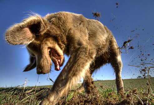 cachorro cavando