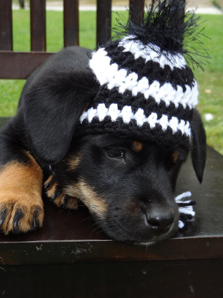 Gorros e chapéus de lã para cães 4 Um gorro de zebra. (Foto: Reproução / Etsy)