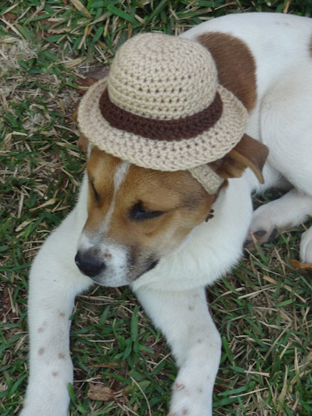 Gorros e chapéus de lã para cães 5 Imitando um chapéu de palha. (Foto: Reproução / Etsy)