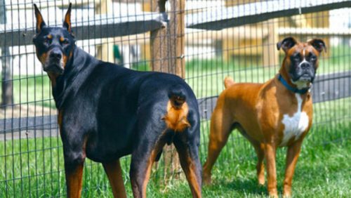 Por que os humanos começaram a cortar o rabo dos cães? 1 Doberman e Boxer com rabos cortados. (Foto: Reprodução / Bark Post)