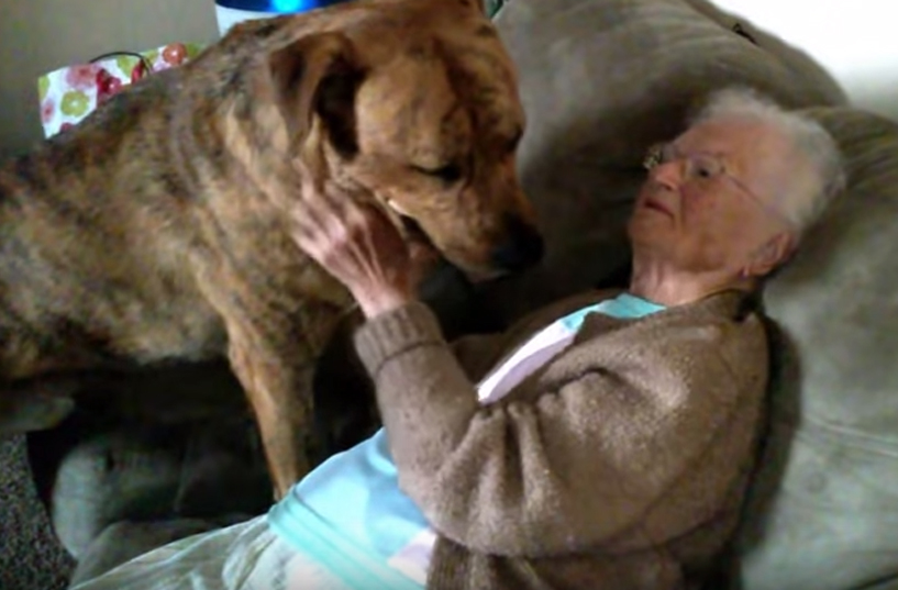 Cachorro enche sua vovó humana de beijinhos ao receber sua visita surpresa