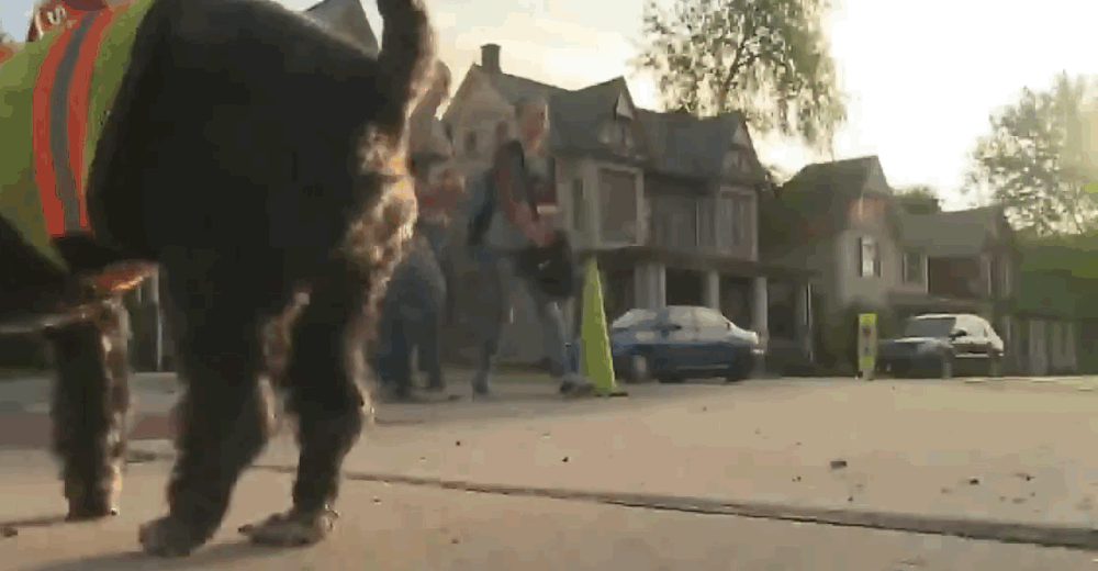 Cachorrinho ajuda tutor guarda de trânsito a ajudar crianças a atravessar a rua 1 giphy-peaches