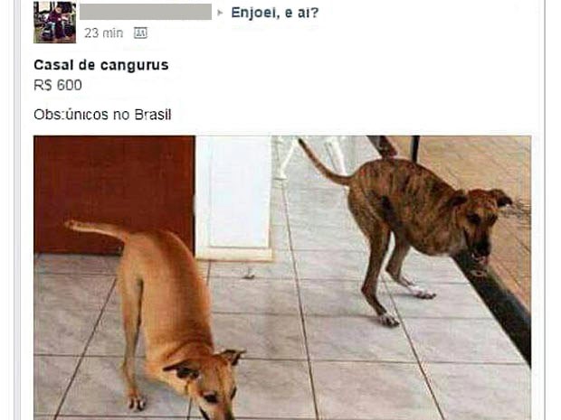 Cães deficientes são vítimas de chacota online 1 Anúncio falso envolvendo João e Maria. (Foto: Facebook/Reprodução)