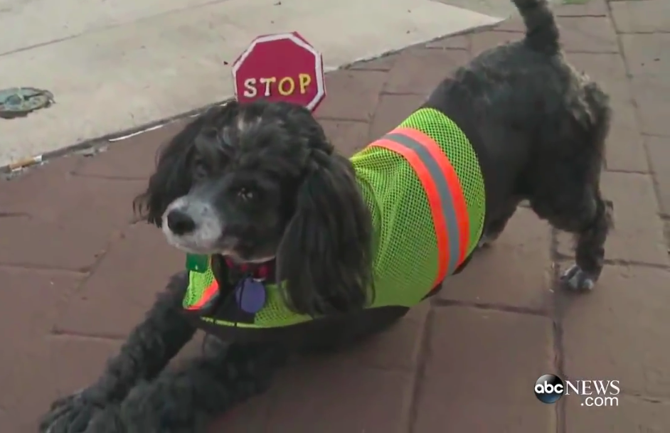 Cachorrinho ajuda tutor guarda de trânsito a ajudar crianças a atravessar a rua