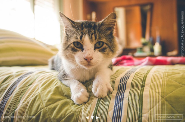O gatinho Frederico de Porto Alegre. (Foto: Reprodução / Instagram / Amizade Não se Compra)