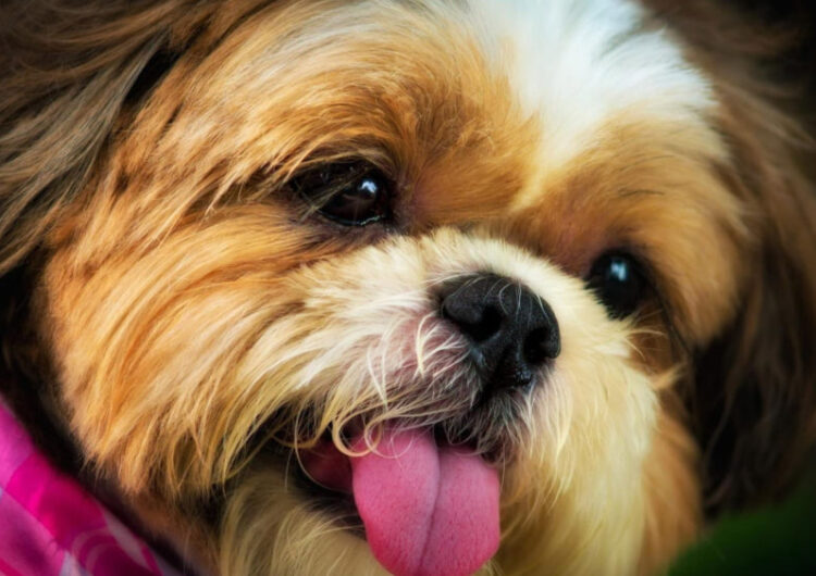 shih-tzu (1)