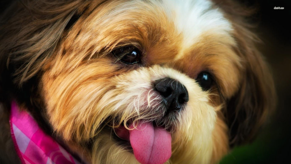 shih-tzu (1)