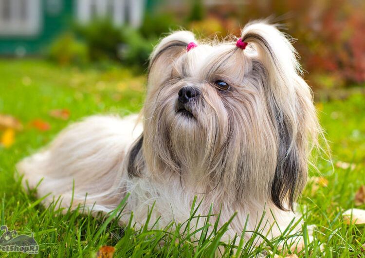 shih-tzu (10)