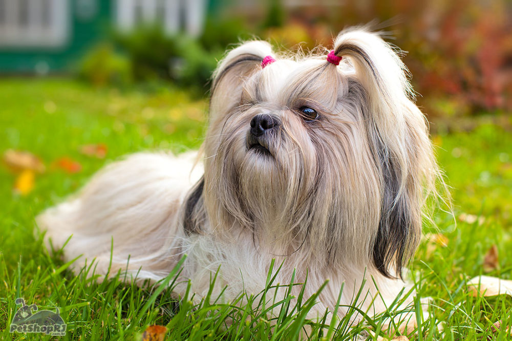 shih-tzu (10)