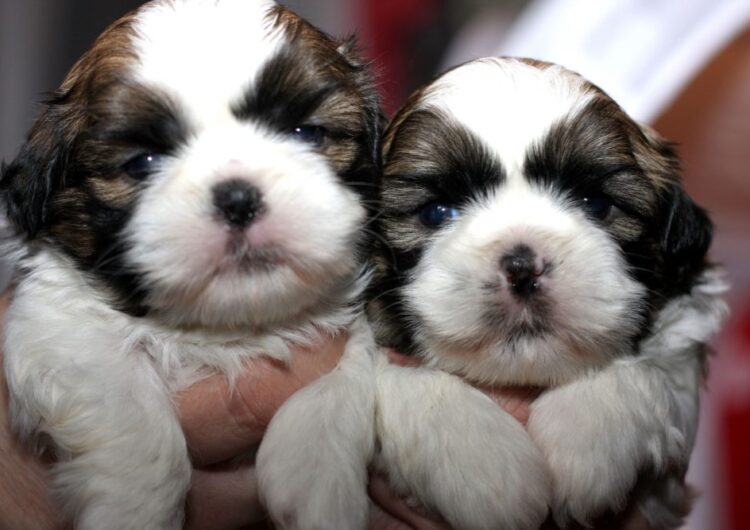 shih-tzu (11)