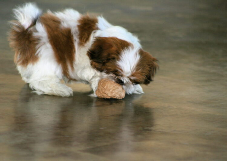 shih-tzu (12)