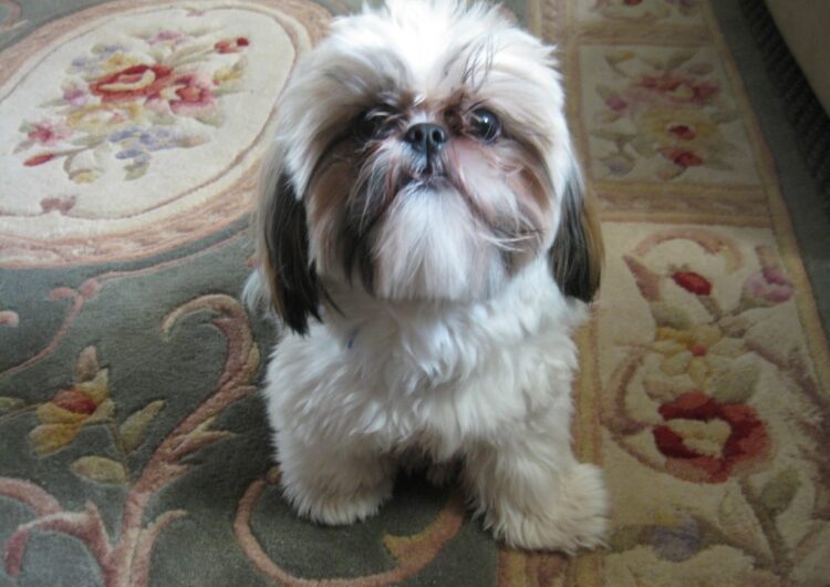 shih-tzu (13)