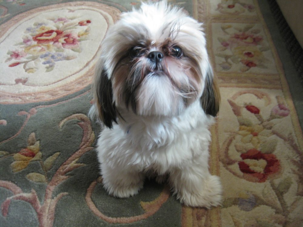 shih-tzu (13)