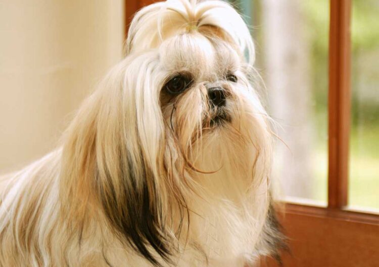 shih-tzu (14)