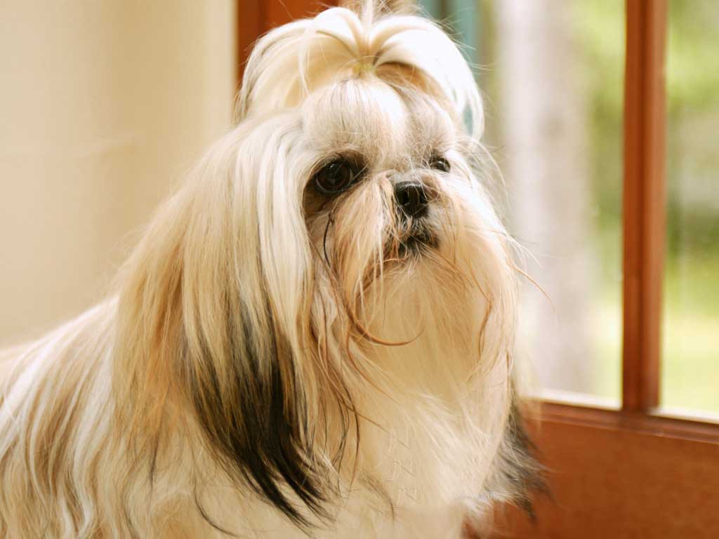 shih-tzu (14)