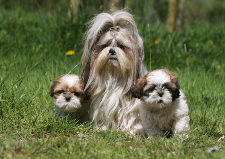 shih tzu adulte entouré de ses deux petits chiots - famille