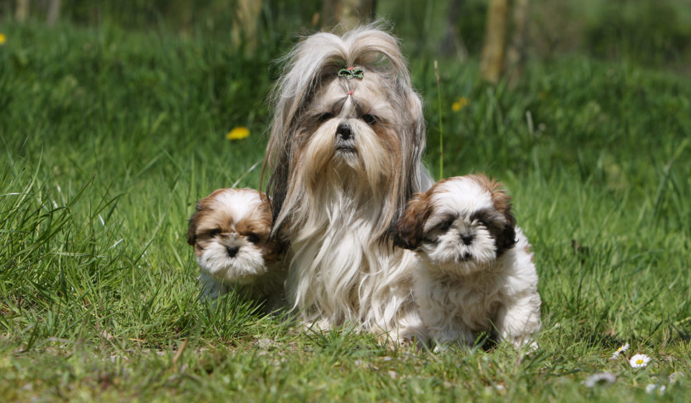 shih tzu adulte entouré de ses deux petits chiots - famille