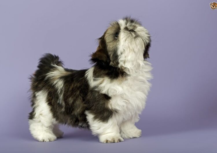 shih-tzu (17)