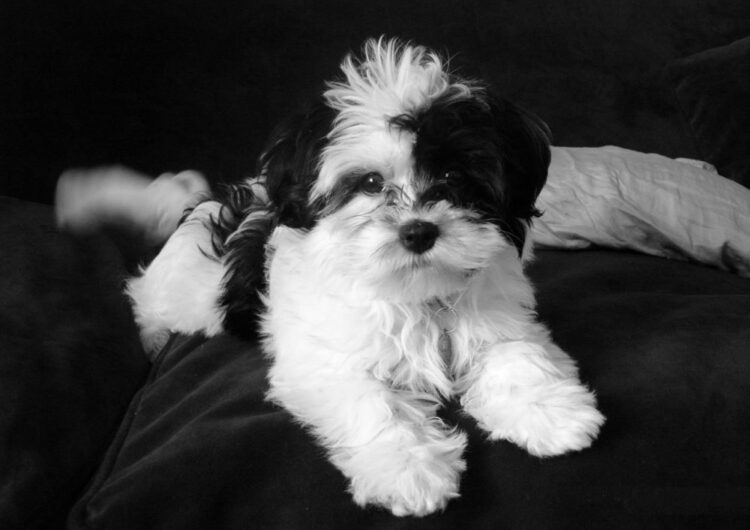 shih-tzu (18)