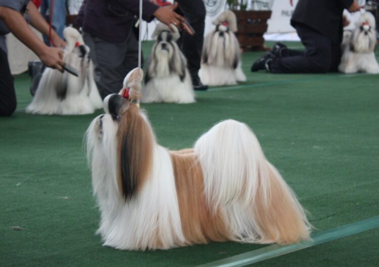 shih-tzu (19)