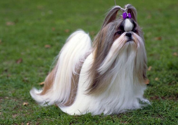 shih-tzu (2)