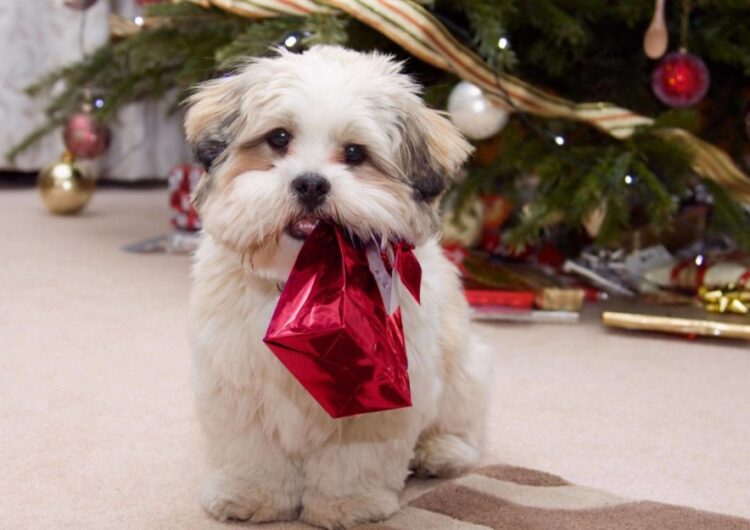 shih-tzu (20)