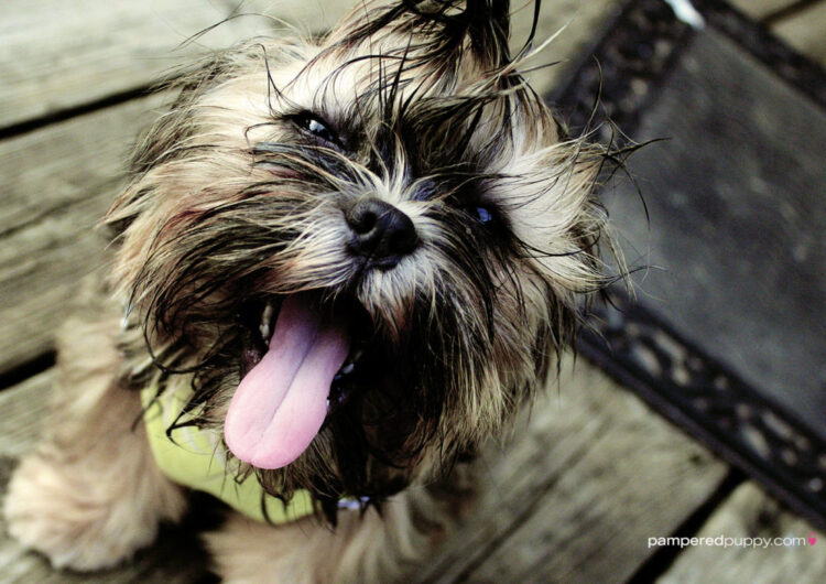 shih-tzu (21)